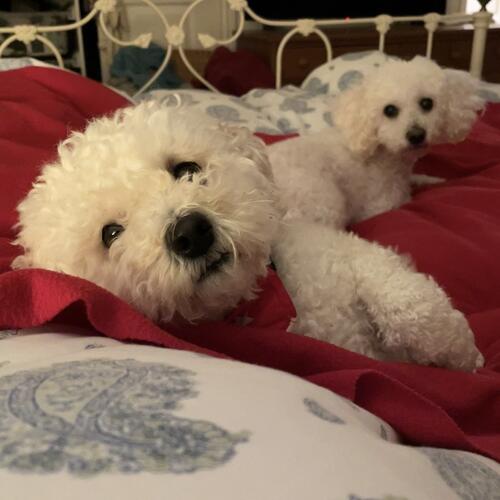 Charlotte's dogs Charlotte's dogs